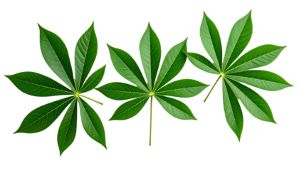 Cassava Leaves, Isolated on Transparent Background