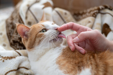 かわいい飼い猫を撫でる飼い主　茶トラ白