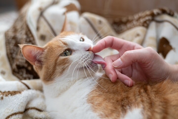 かわいい飼い猫を撫でる飼い主　茶トラ白