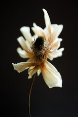 Suchy, przekwitnięty kwiat zawilca na czarnym tle, tapeta. © Elżbieta Kaps