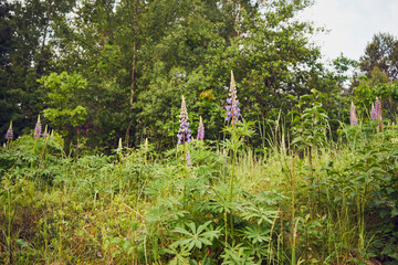 łubin trwały, lupinus polyphyllus l.  © Marcin Łazarczyk