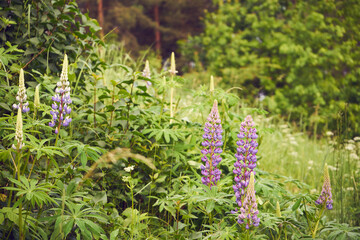 łubin trwały, lupinus polyphyllus l.  © Marcin Łazarczyk