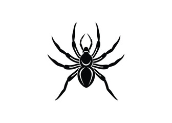 spider on a white background