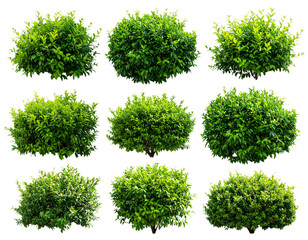  Lush Green Shrub Bushes Cluster Isolated on Transparent Background PNG