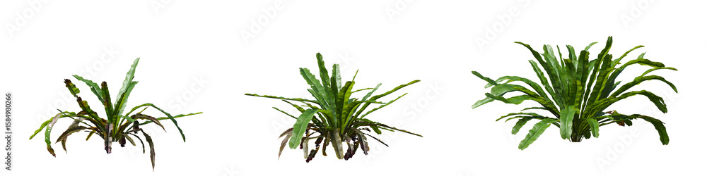 Poster cut out plant collection isolated on transparent background. high quality and realistic 3d rendering