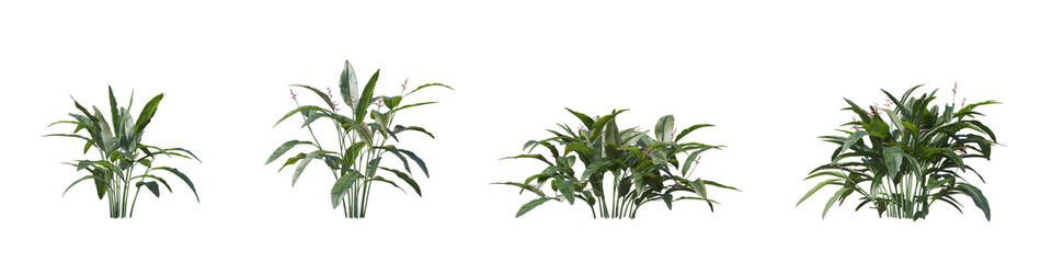 Cut out plant collection isolated on transparent background. high quality and realistic 3d rendering. PNG format	
