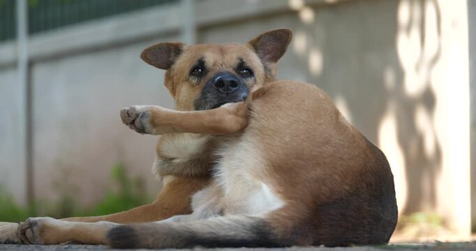 Dog scratching, dog with ticks, pet skin disease