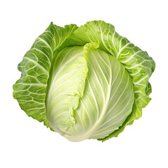 A fresh green cabbage isolated on a white background with vibrant leaves in close-up view