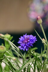 A detailed macro photograph of a vivid blue cornflower (Centaurea cyanus) in full bloom, isolated against a soft green background. 