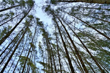 The shape of a tall pine tree and pine branches in the forest.