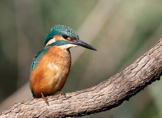 Common kingfisher, Alcedo atthis. A bird sits on a thick branch above the river, waiting for prey