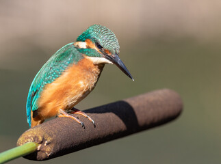 Common kingfisher, Alcedo atthis. A bird sits on a cattail on the bank of the river