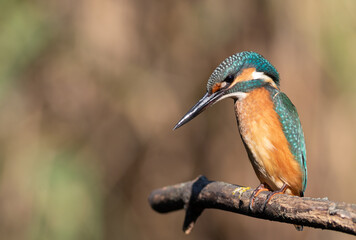 Common kingfisher, Alcedo atthis. A young bird sits on a branch above a river, blurred background