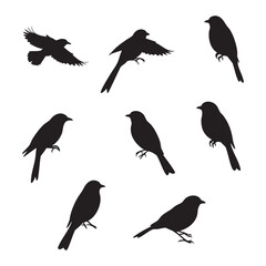 Collection of bird silhouettes in various poses isolated on white background silhouette