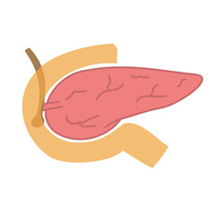 膵臓と小腸のシンプルなイラスト（十二指腸乳頭付き）