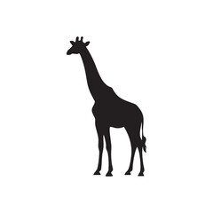 A striking black silhouette of a giraffe standing tall isolated on white background silhouette