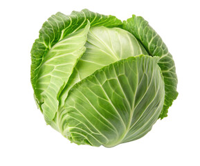 Fresh green cabbage isolated on a bright white background with unfolded crisp leaves showing