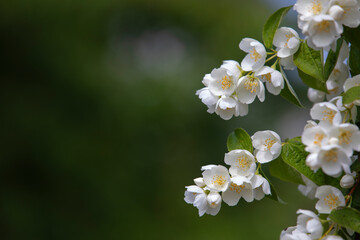 Jasmine flowers on a blurred background.