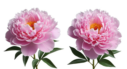 Obraz premium Two beautiful pink peony flowers showcase intricate petal details against a stark transparent background, offering a vibrant floral botanical accent.