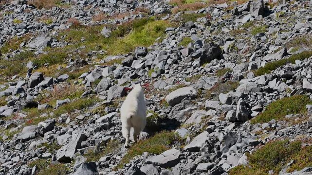 A mountain goat climbs rocky alpine terrain with scattered grass and stones.