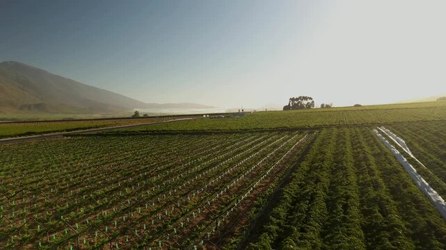 Beautiful farmland in the late afternoon sunlight in the Western Cape &lsquo;s Winelands in the Boland area.
