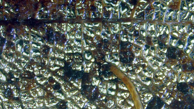 Midge larva under microscope moving on dead leaf skeleton