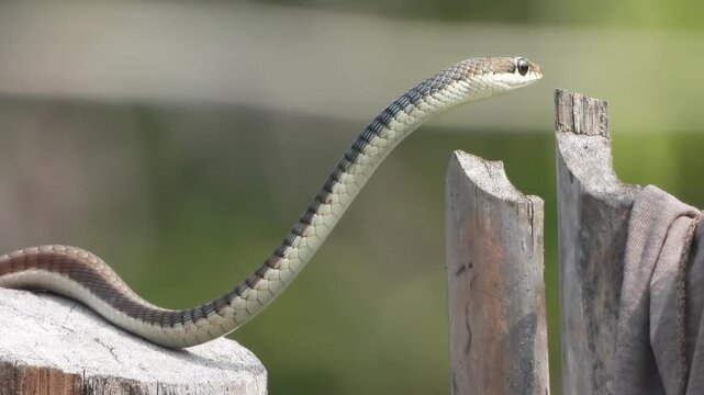 common krait relaxing on stick .