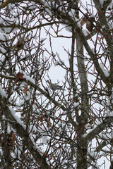 Dove perched among snowy bare branches on a winter day