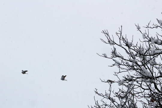 Two doves flying past snowy bare tree branches in winter sky