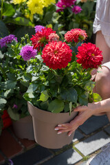 Red potted Dahlia flowers, outdoor plants