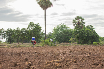 Rice seeding in rural Thailand rice field