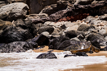 Hawaii green turtle getting out of the ocean