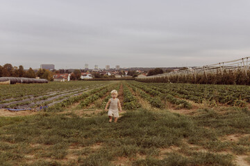 A little boy wanders ,strawberry field on summer day, soft focus