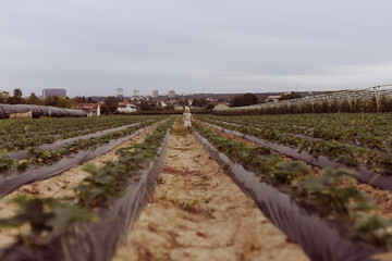 A little boy wanders ,strawberry field on summer day, soft focus