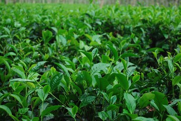 Lush Green Tea Plantation with Vibrant Leaves on a Sunny Day