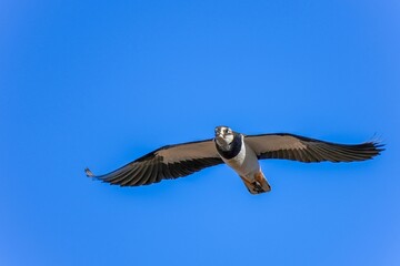 青空バックに優雅に飛ぶケリ