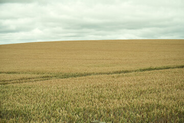 Golden wheat field in the summer, rustic crops in rural countryside