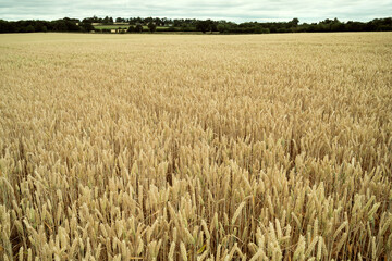 Golden wheat field in the summer, rustic crops in rural countryside