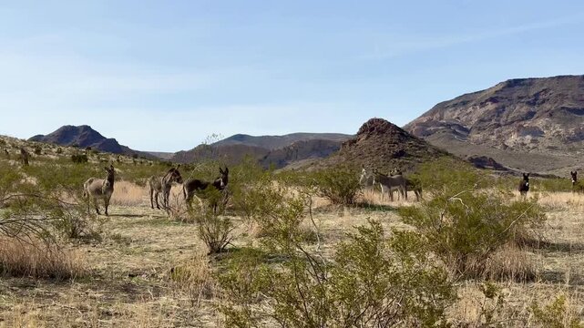 Wild Donkey Herd Roaming Desert Landscape in Golden Valley, Arizona