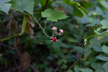 Raspberry plant in the forest