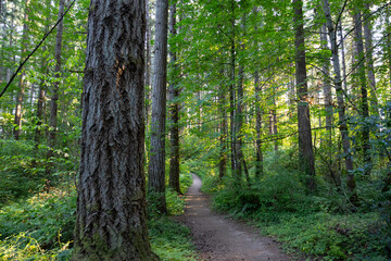 Walking on dirt trail in forest