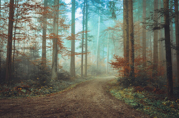 Obraz premium Beautiful mystic colorful forest in autumn