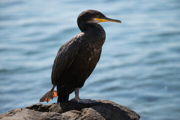 A graceful cormorant stands on a coastal rock.