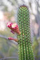 A flowering cactus in Tucson, Arizona