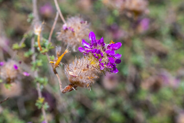 A flowering plants in Tucson, Arizona