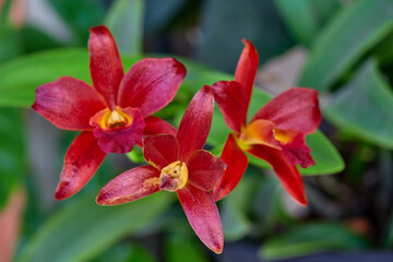 Close-up of  red Cattleya orchid blooming on green background