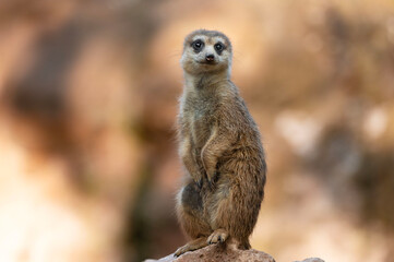 Portrait Suricata suricatta in the zoo.
