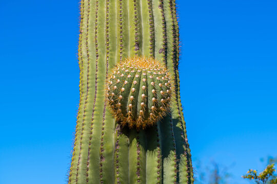 A long slender Saguaro Cactus in Tucson, Arizona