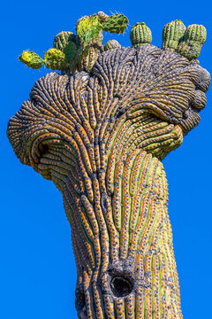 A long slender Saguaro Cactus in Tucson, Arizona
