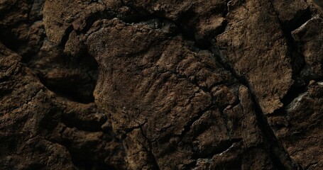 Close-up of rough tree bark with deep cracks and dry surface